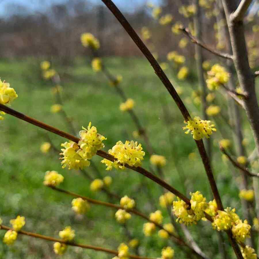 Spicebush Pennsylvania-friendly shrub