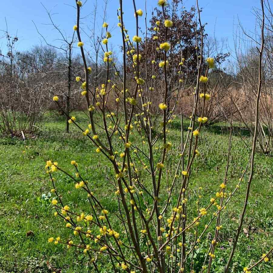 Spicebush credit-conservationathome1