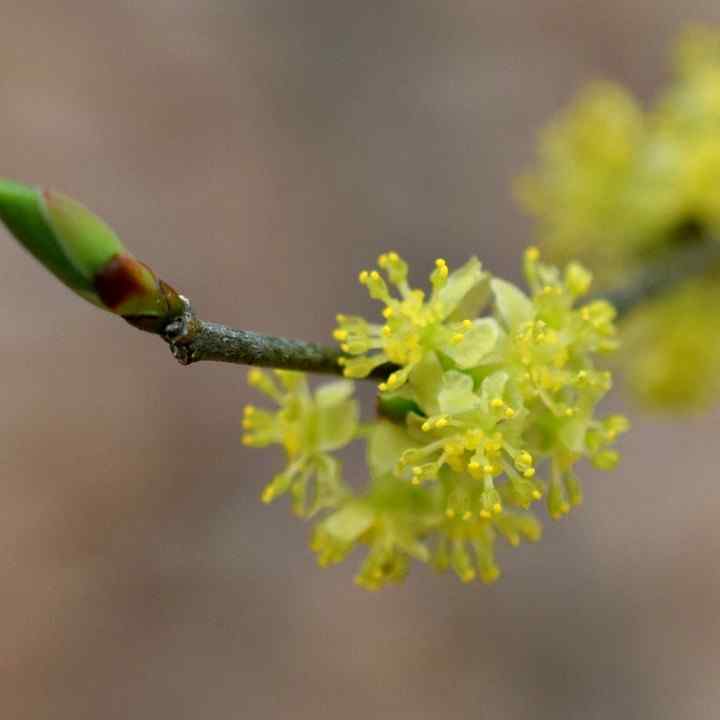 Spicebush credit-georgianativeplantsociety