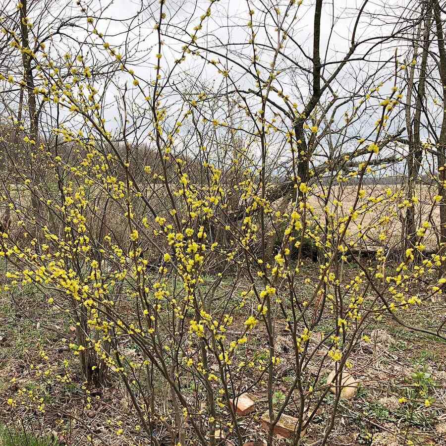 Spicebush
