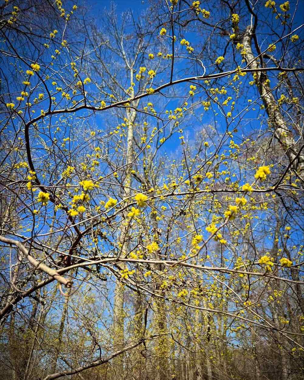 Spicebush recommended shrubs for Kentucky homeowners
