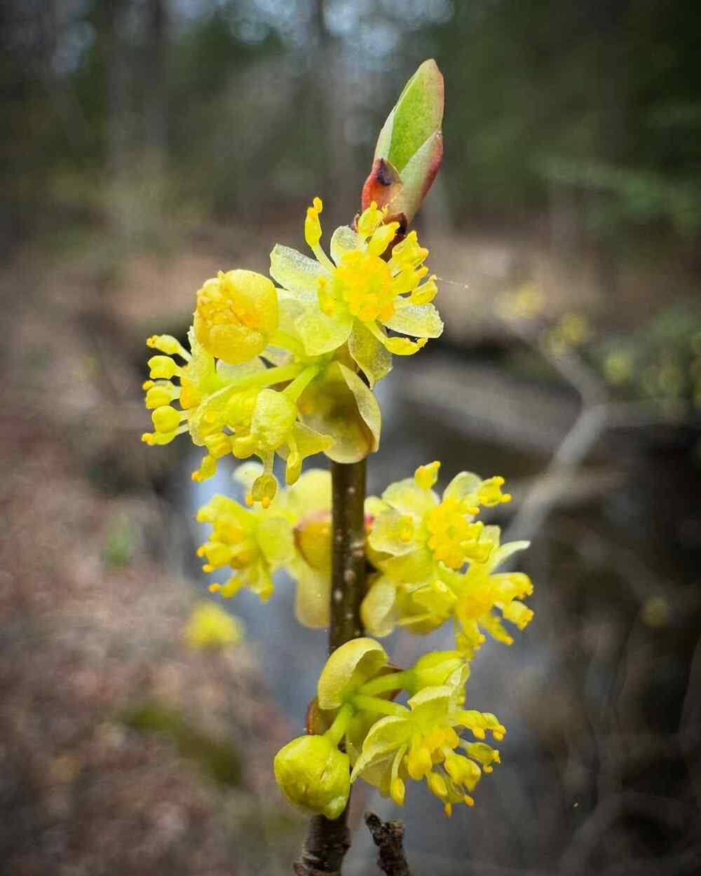 Spicebush hardy shrubs for Illinois