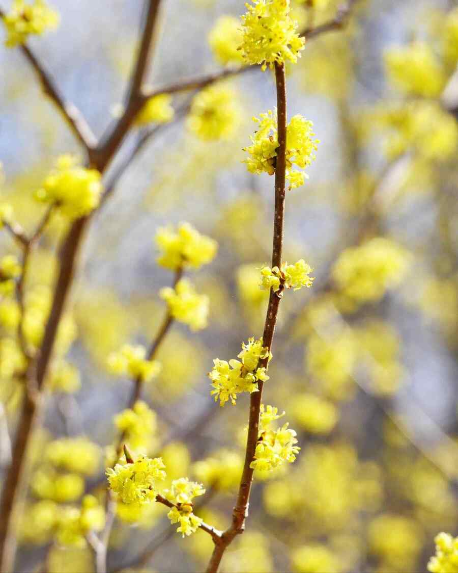 Spicebush hardy in Maryland weather