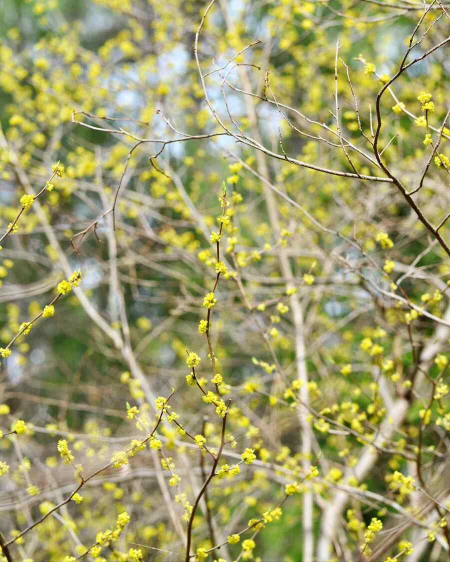 Spicebush for Virginia gardens and yards