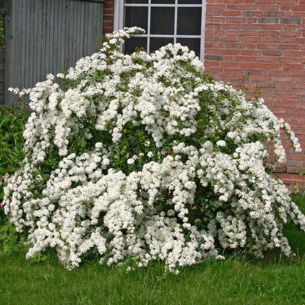 Spiraea for Iowa gardens