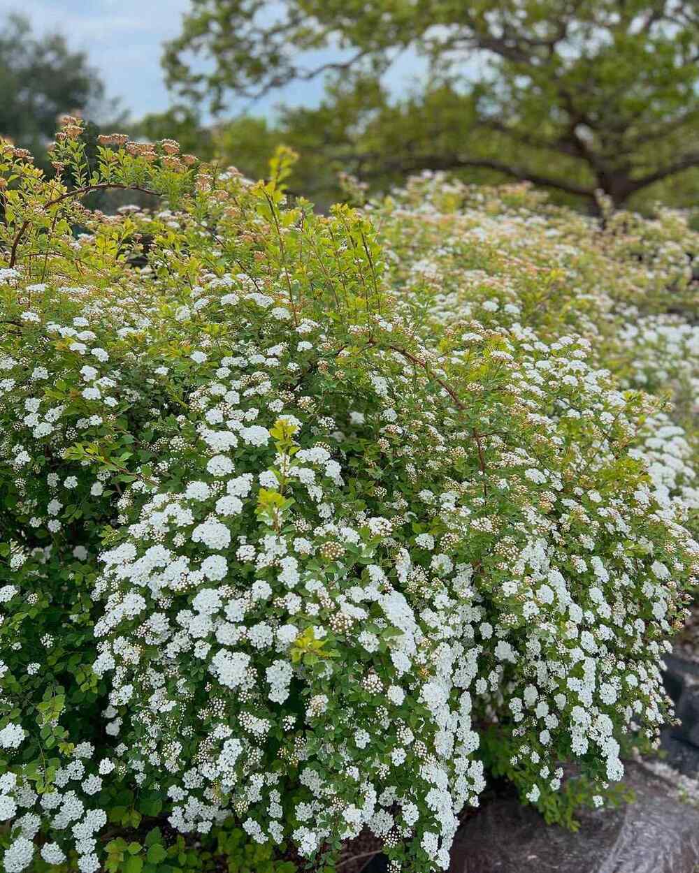 Spirea, credit-fairestflowers