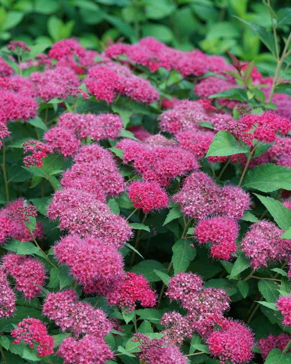 Spirea, credit-pwcolorchoice