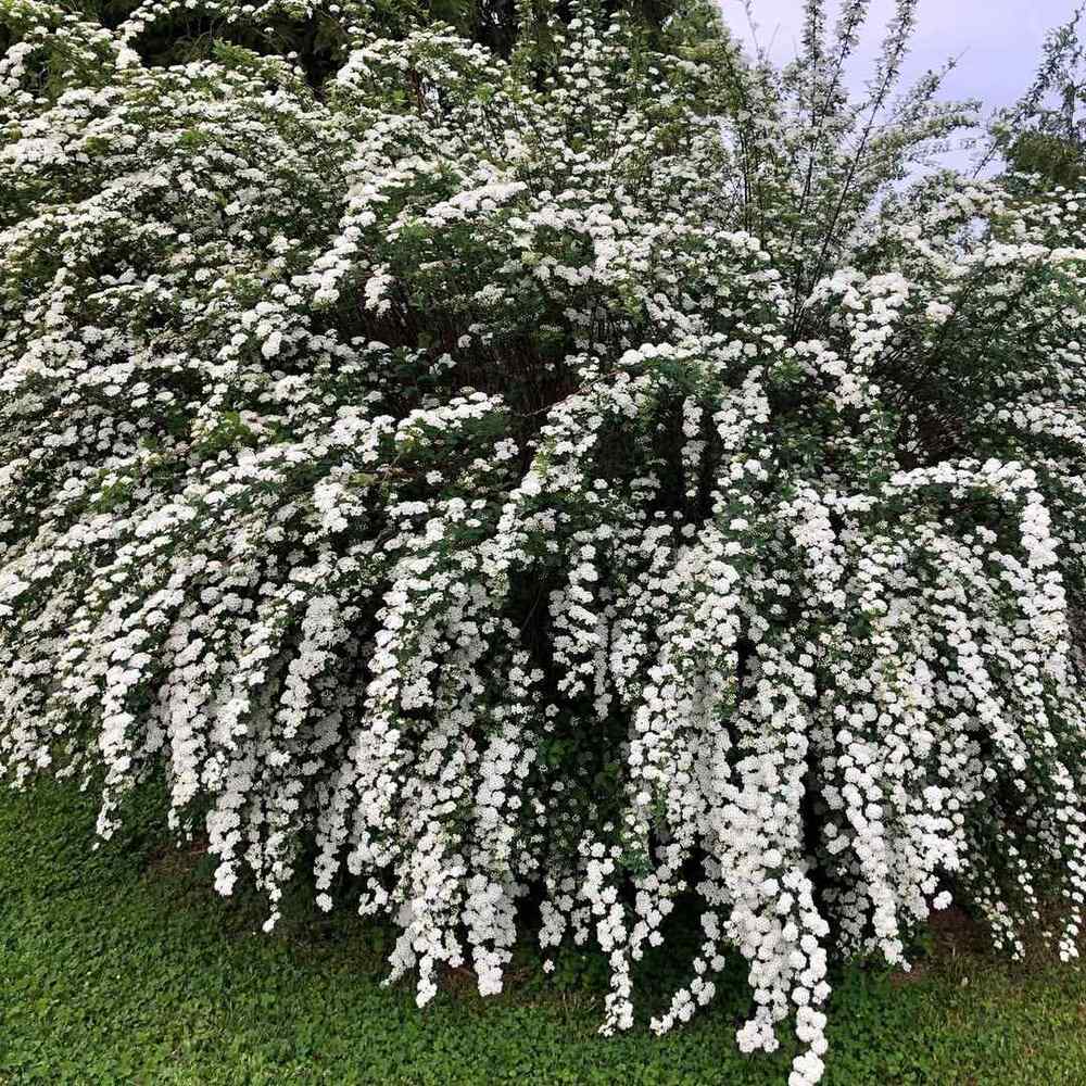 Spirea, credit-theomaway