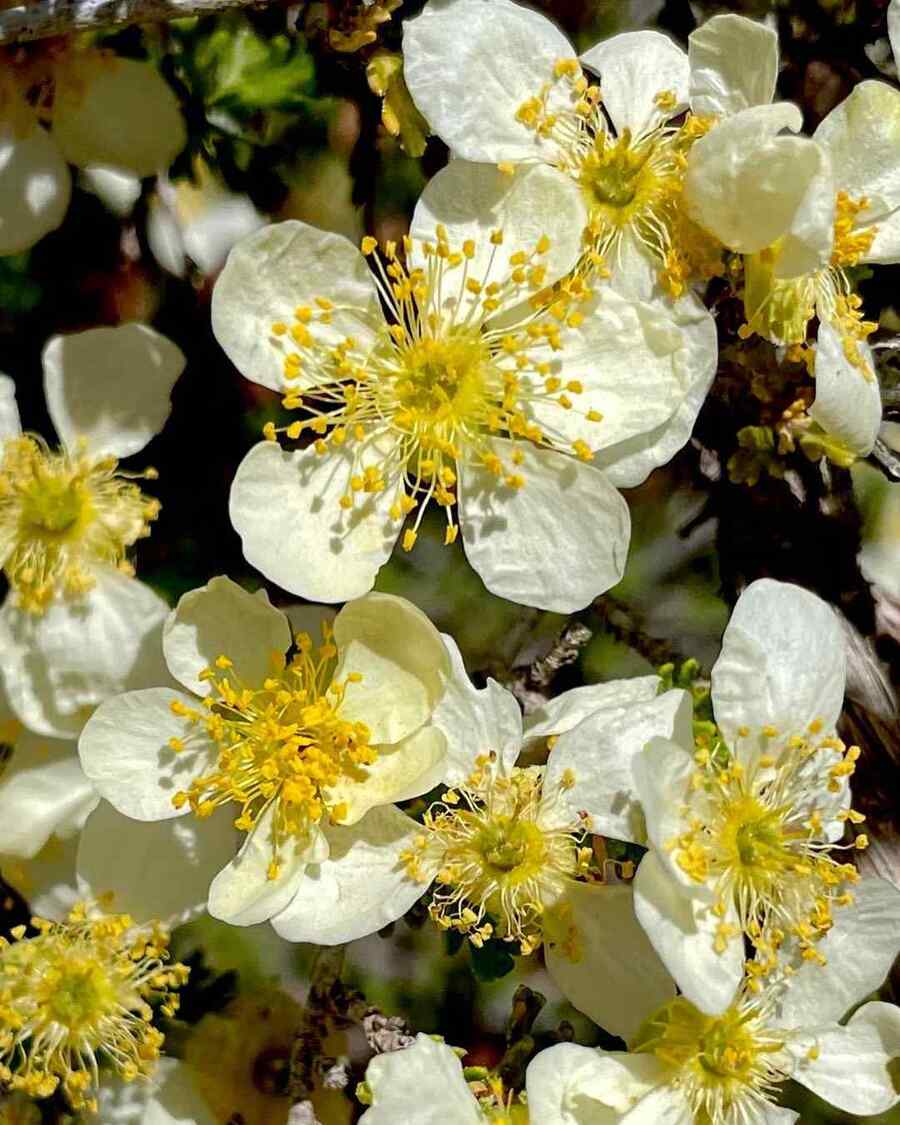 Stansbury’s Cliffrose, credit-botanystuff
