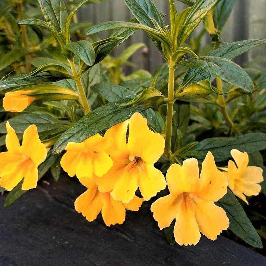 Sticky Monkeyflower for hot, dry California climates