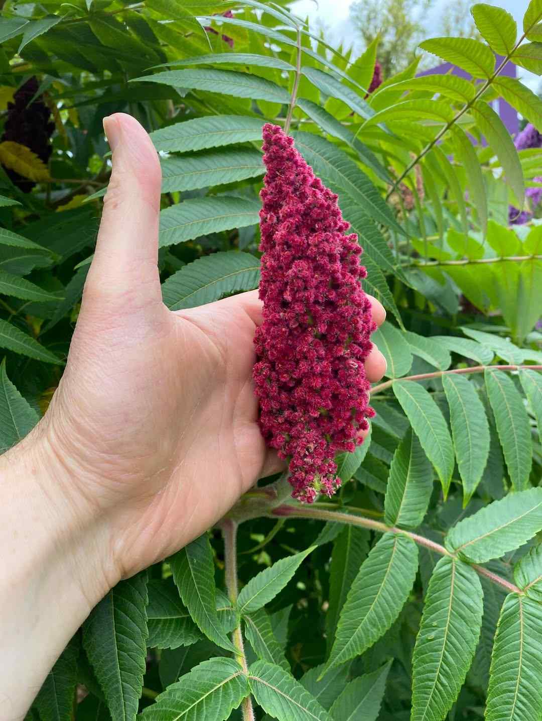 Sumac credit-foraging_with_coeur_sauvage