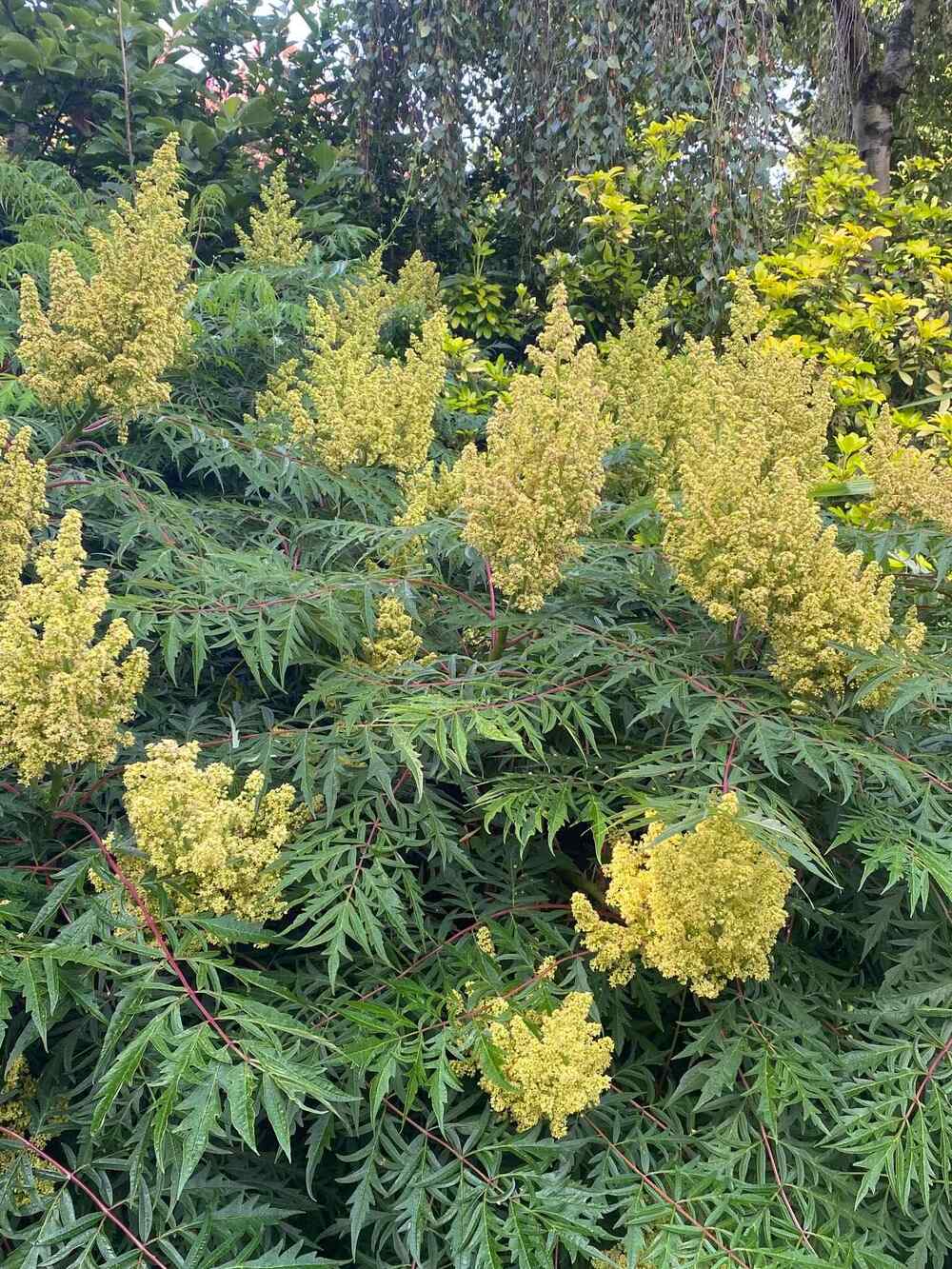 Sumac credit-thegardenatbroughtonhall