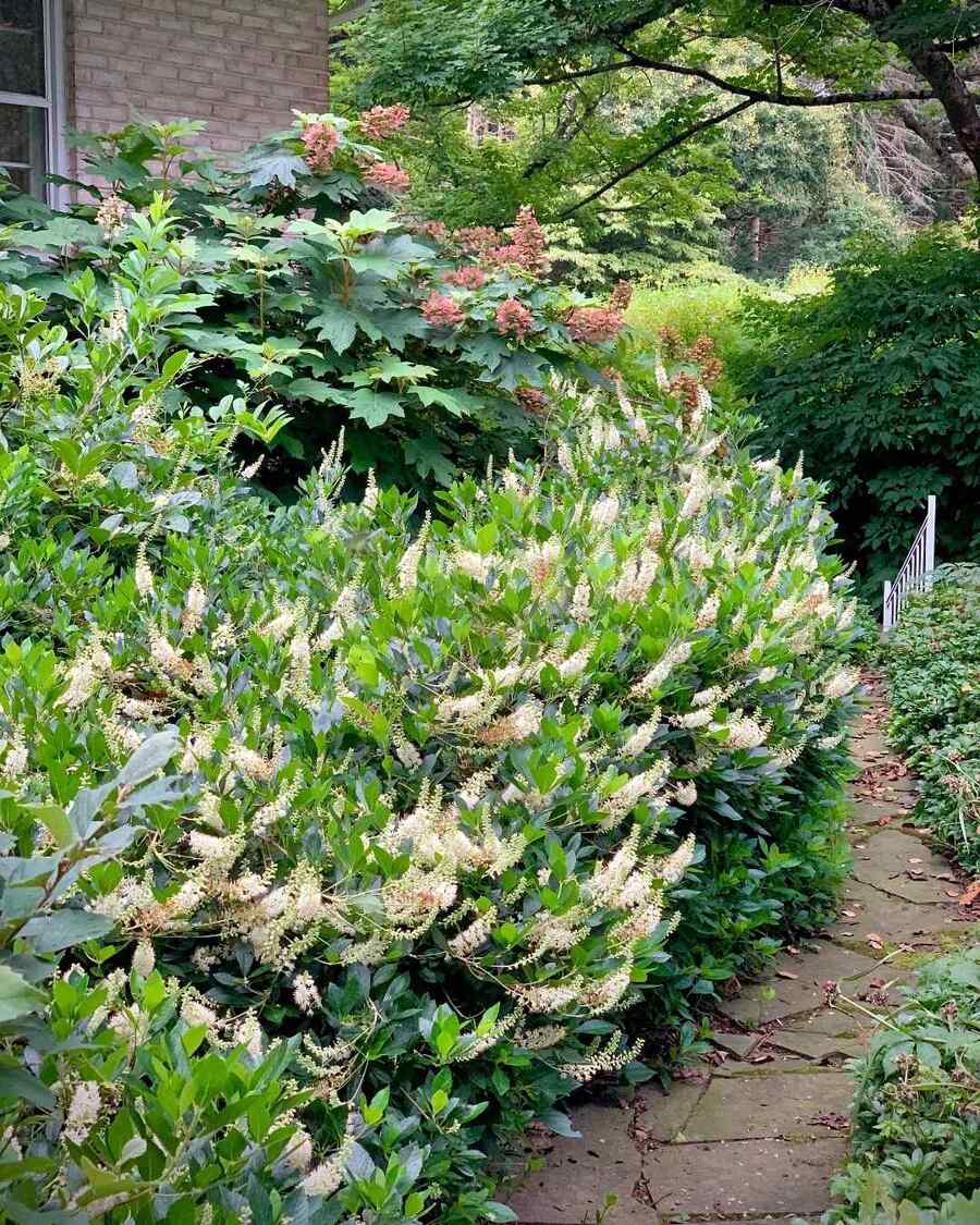 Summersweet native shrub for the Mid-Atlantic United States