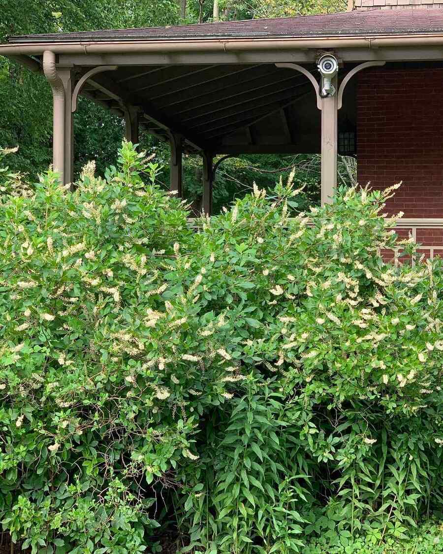 Summersweet for Maryland landscapes