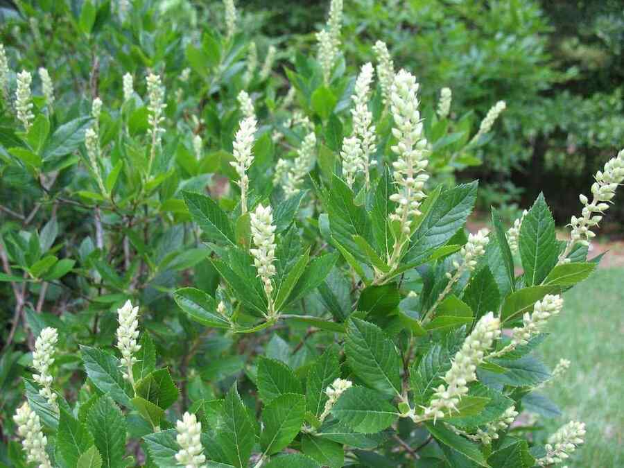 Summersweet low-maintenance shrubs for New England yards