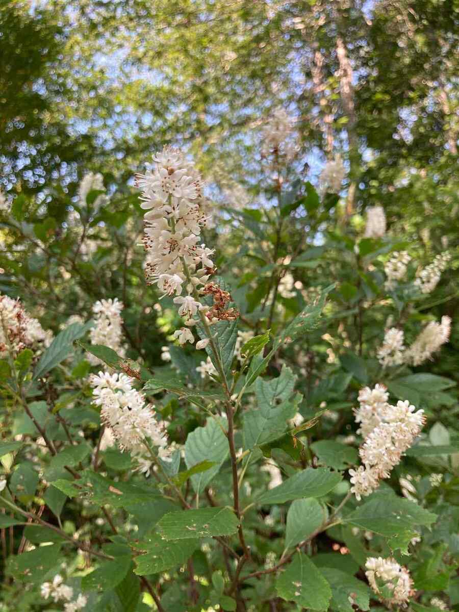 Summersweet, credit-pollyhillarboretum