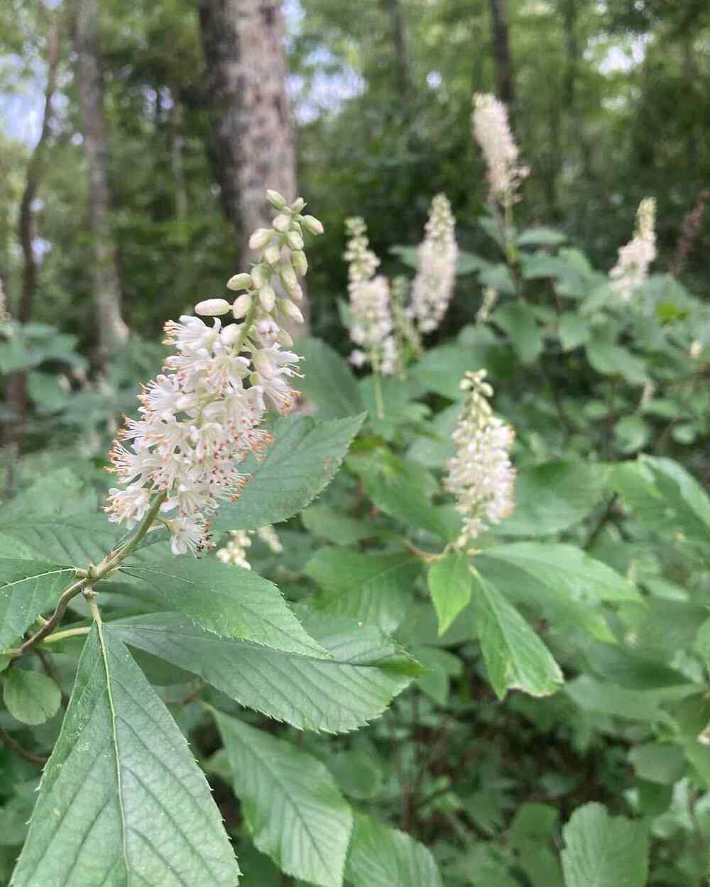 Summersweet credit-virginianativeplants