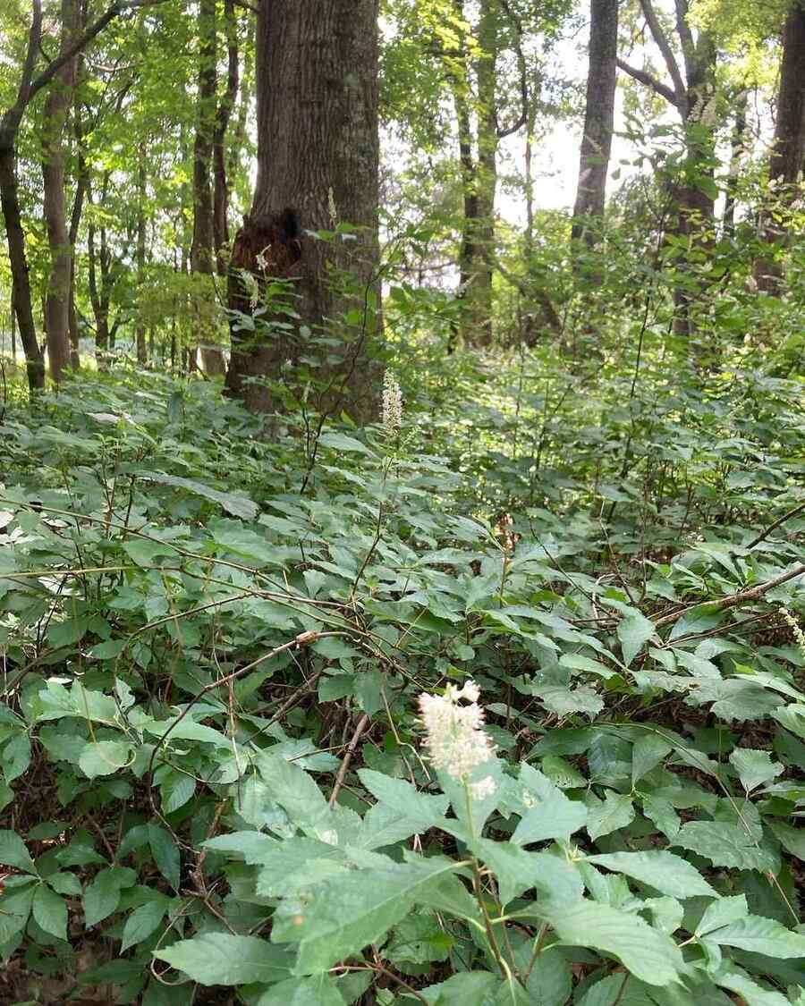 Summersweet suitable for Delaware coastal and inland areas