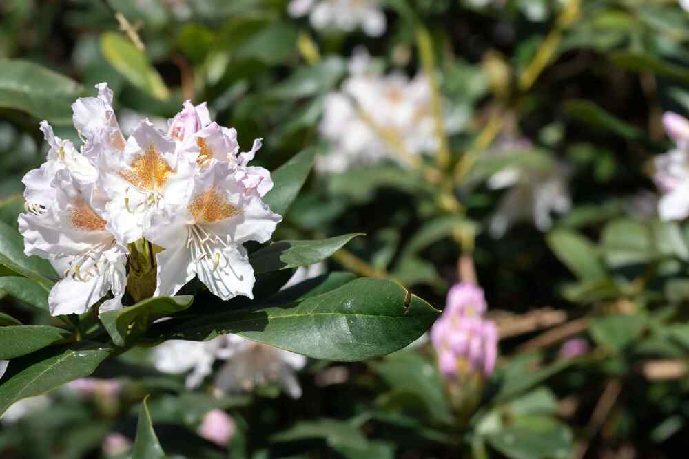 Sun-Tolerant Rhododendron
