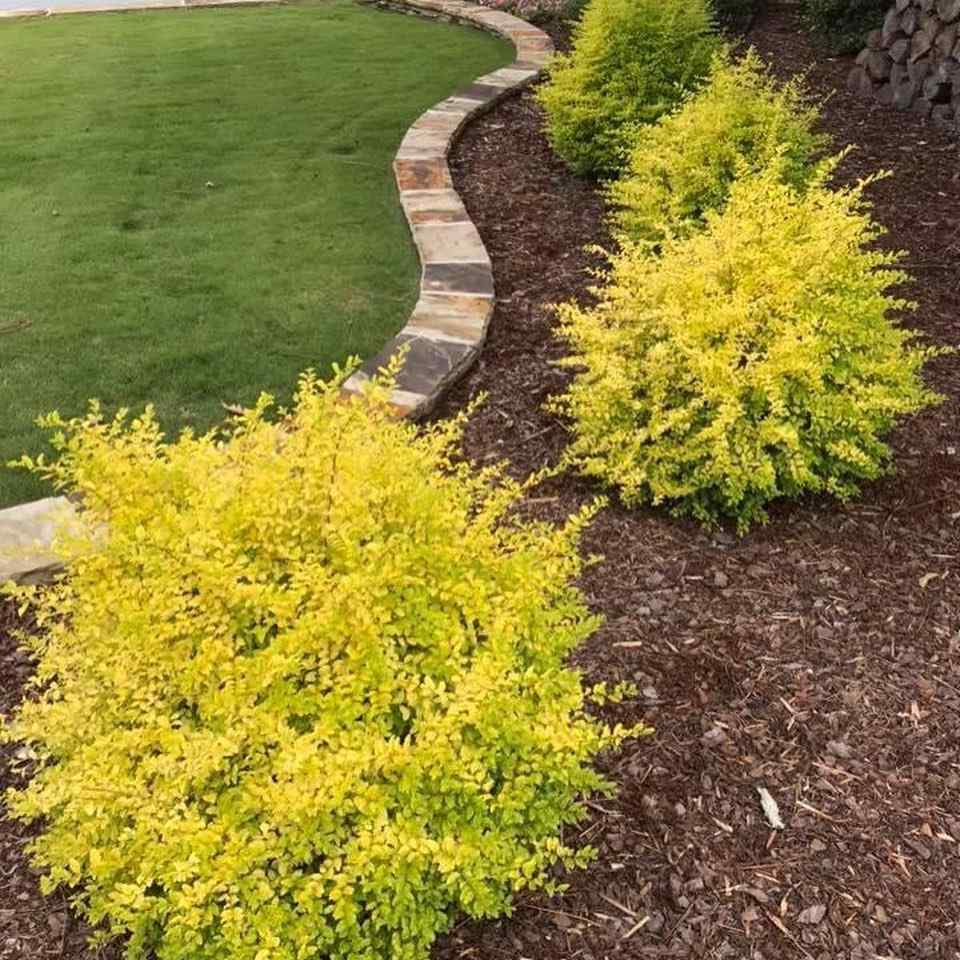 Sunshine Ligustrum, credit-gibbsgardencenter