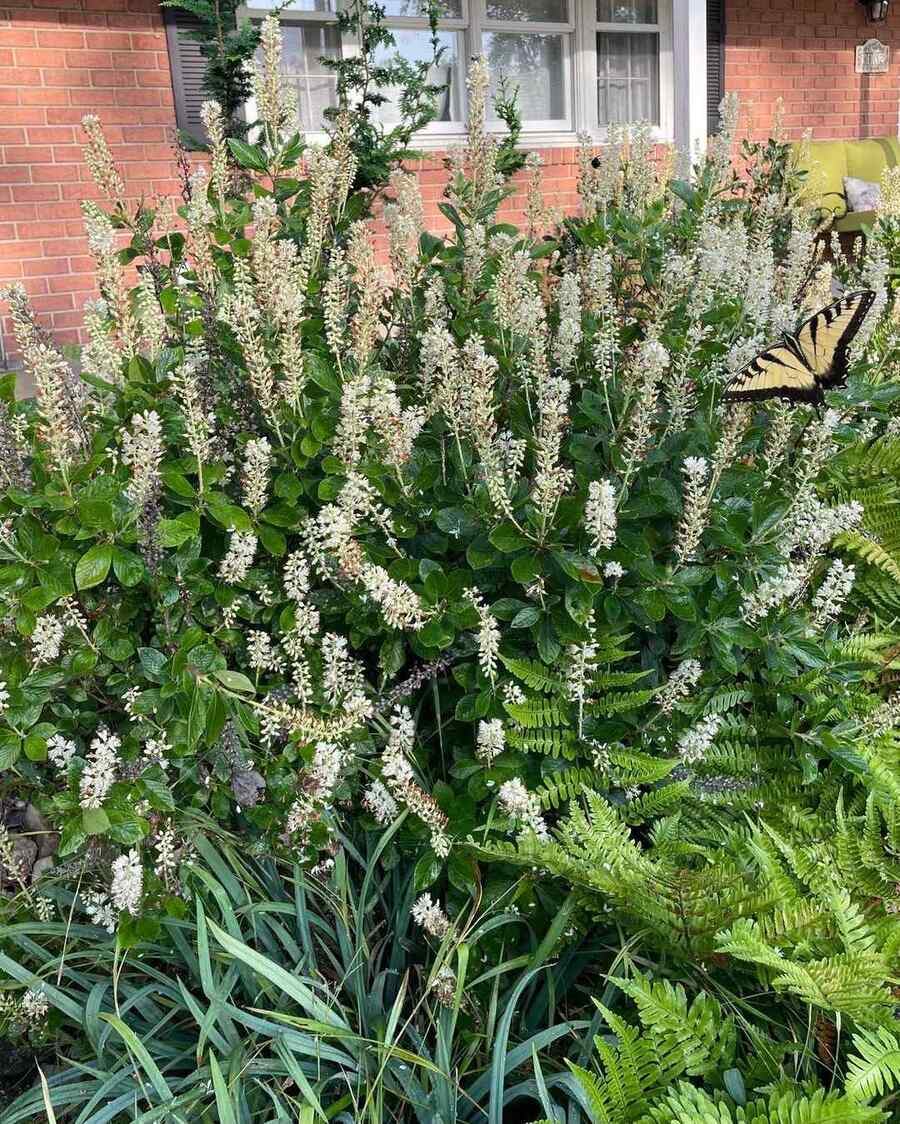 Sweet Pepperbush for low-maintenance Massachusetts gardens