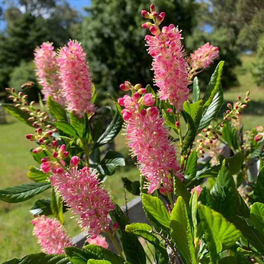 Sweetpepperbush for New England landscaping