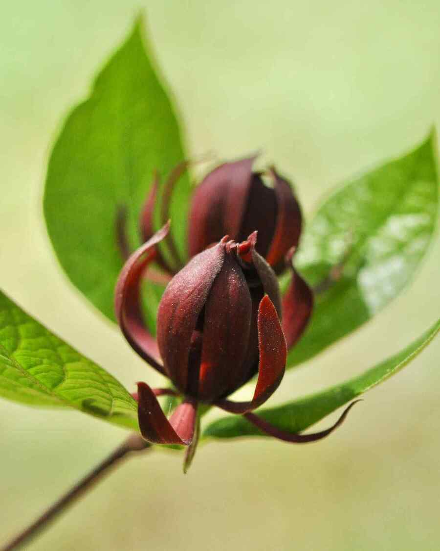 Sweetshrub credit-ncbotanicalgarden