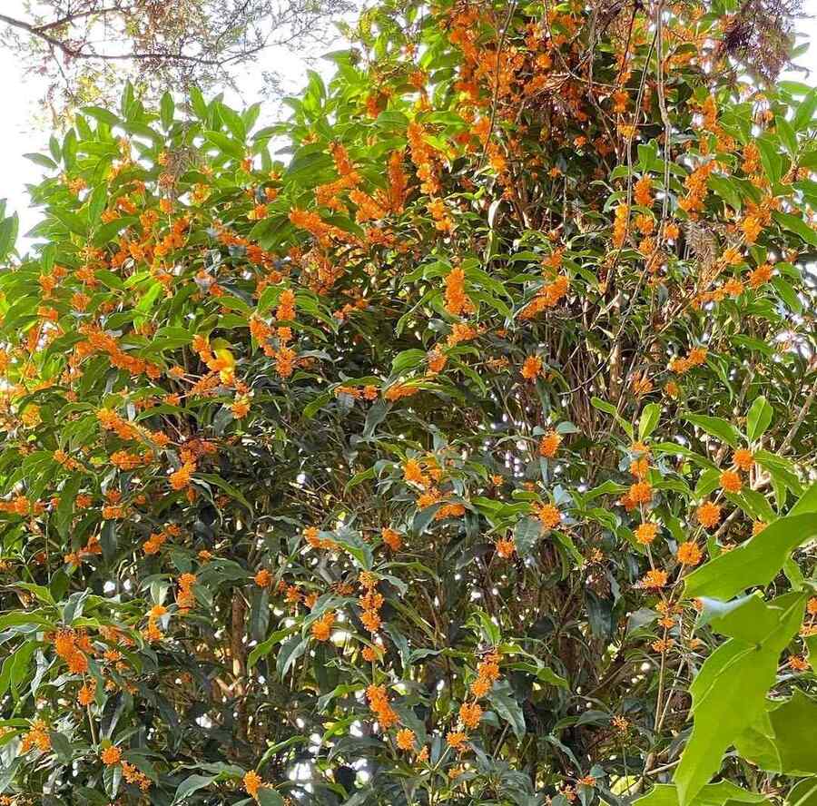 Tea Olive, credit-plantsnap