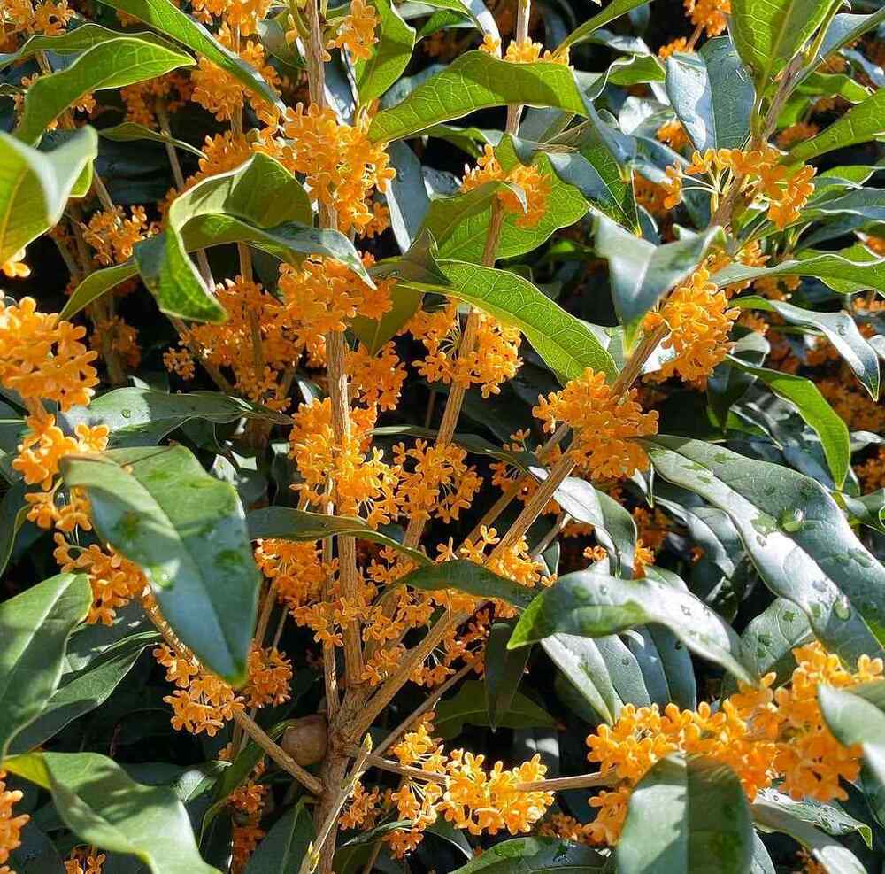 Tea Olive, credit-plantsnap