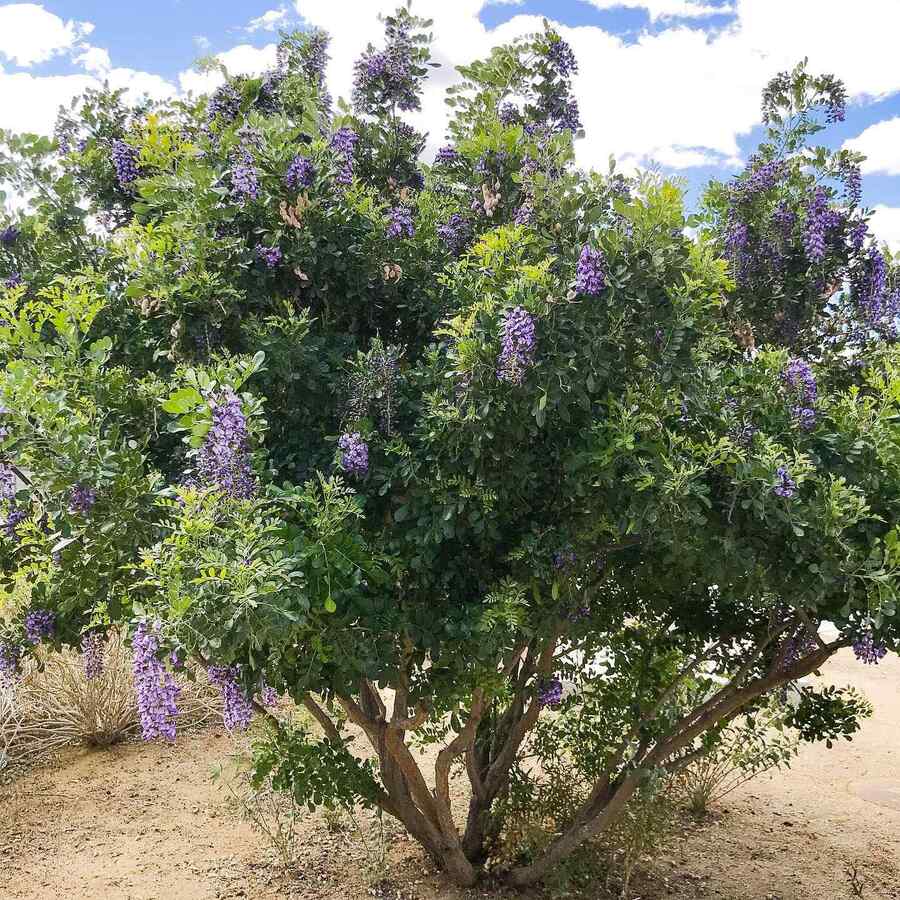 Texas Mountain Laurel suited to Texas soil and weather