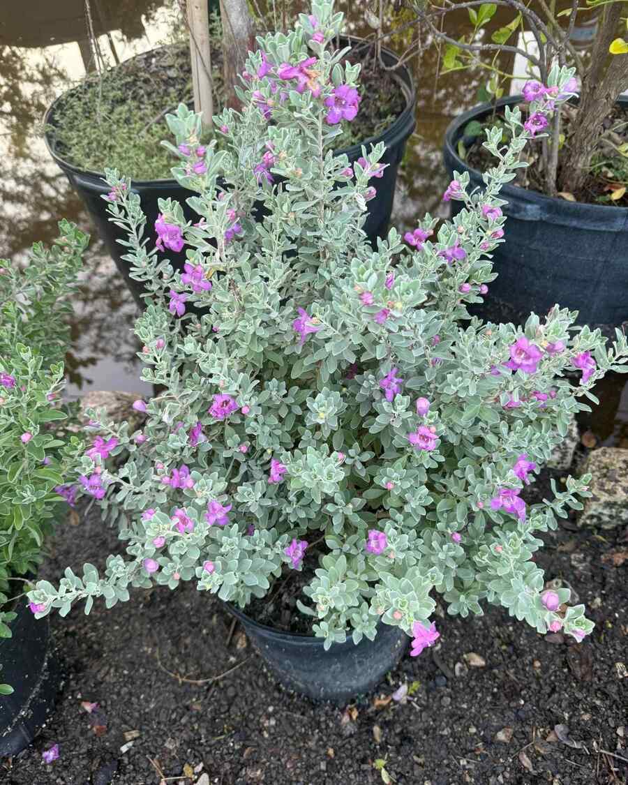Texas Sage for low-water Texas landscaping