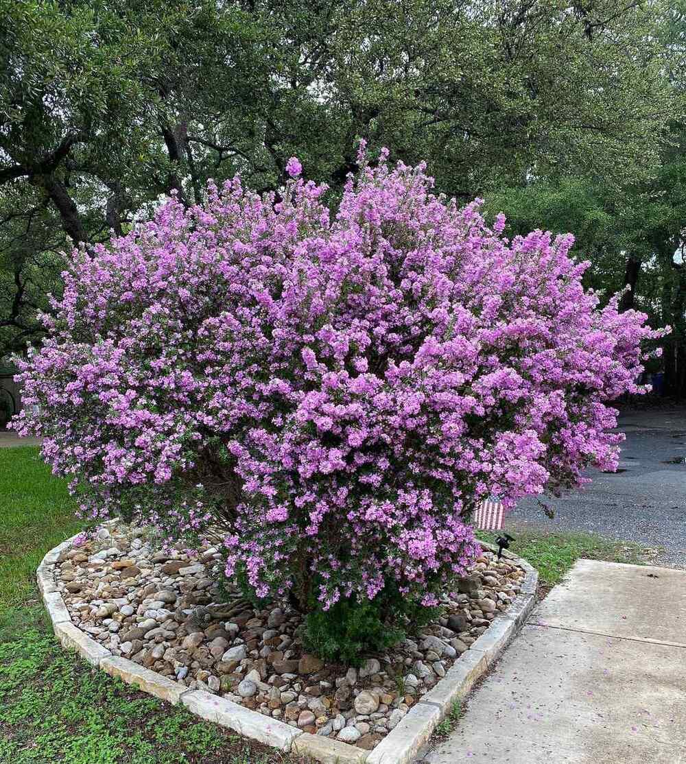 Texas Sage, credit-priscillaaldenroach