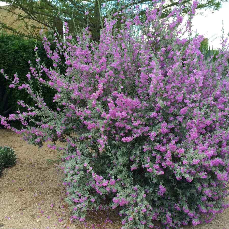 Texas Sage a hardy shrub for hot, dry Arizona conditions