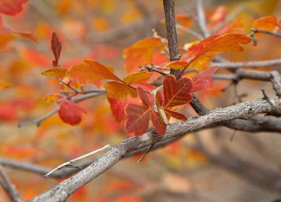 Three-leaf Sumac, credit-chezcyndi