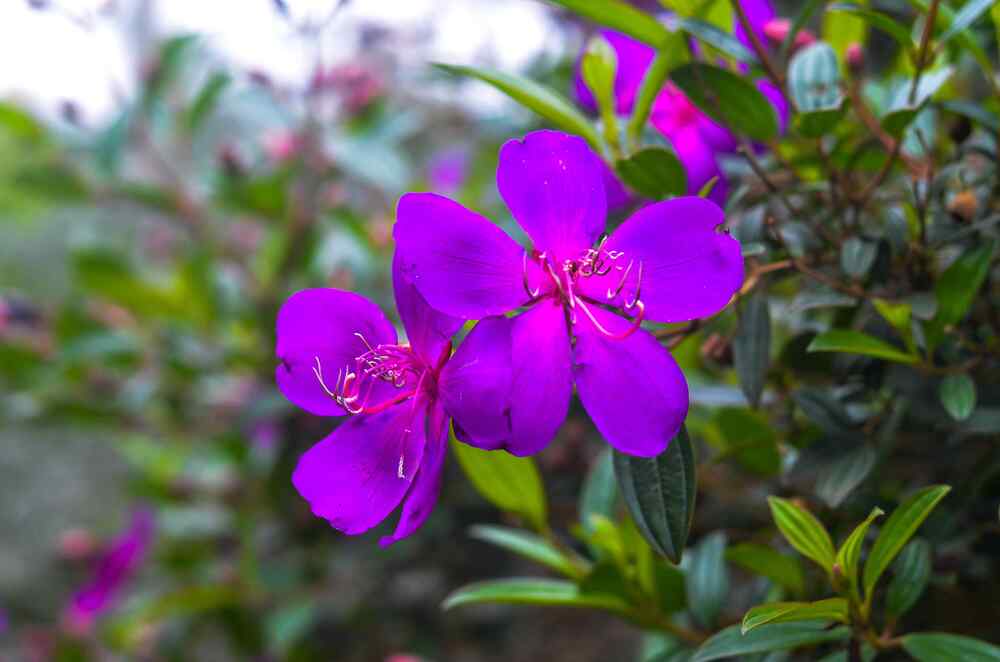 Tibouchina