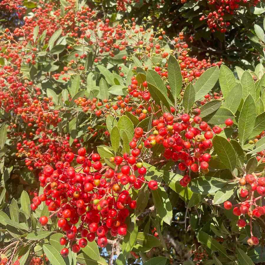 Toyon suited to California soil and weather