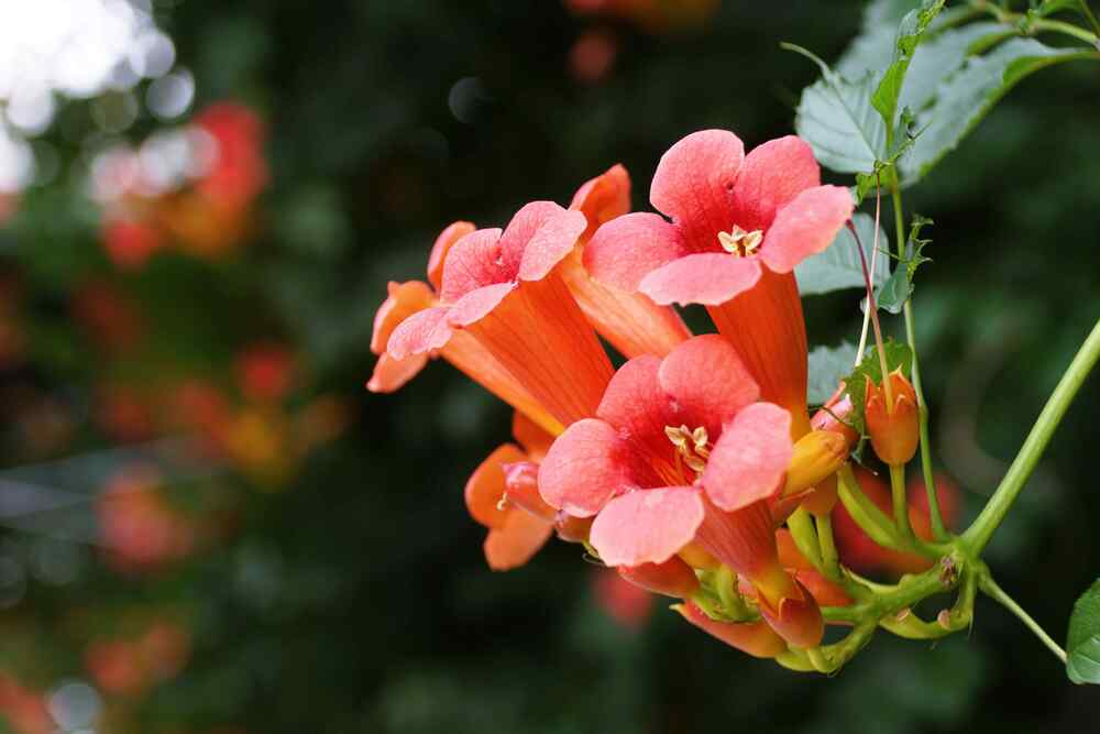 Trumpet Vine