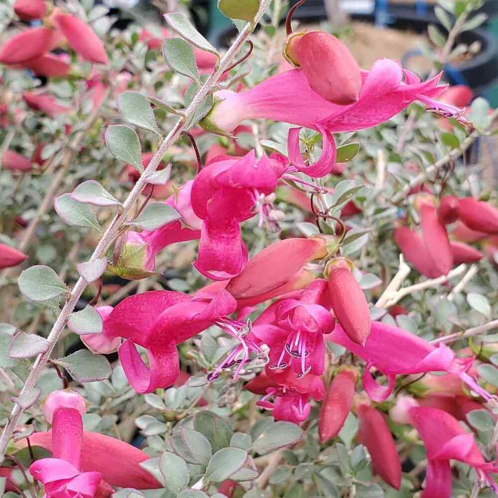 Valentine Emu Bush, credit-harlow_gardens_