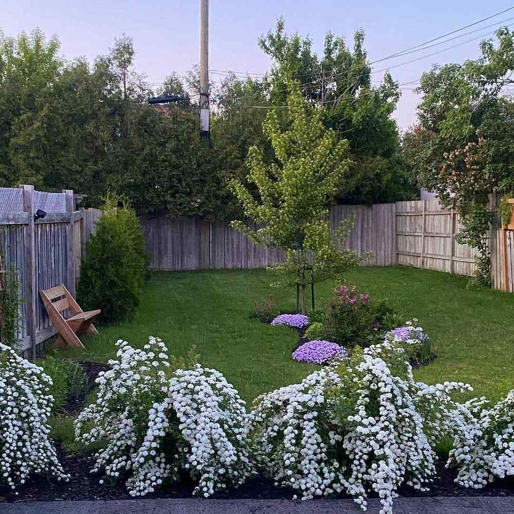 Vanhoutte Spirea, credit-jardin_reverie