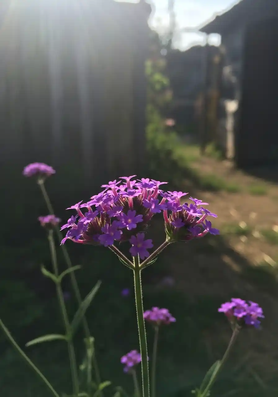 Verbena