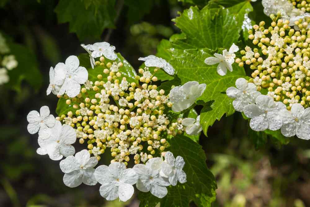 Viburnum