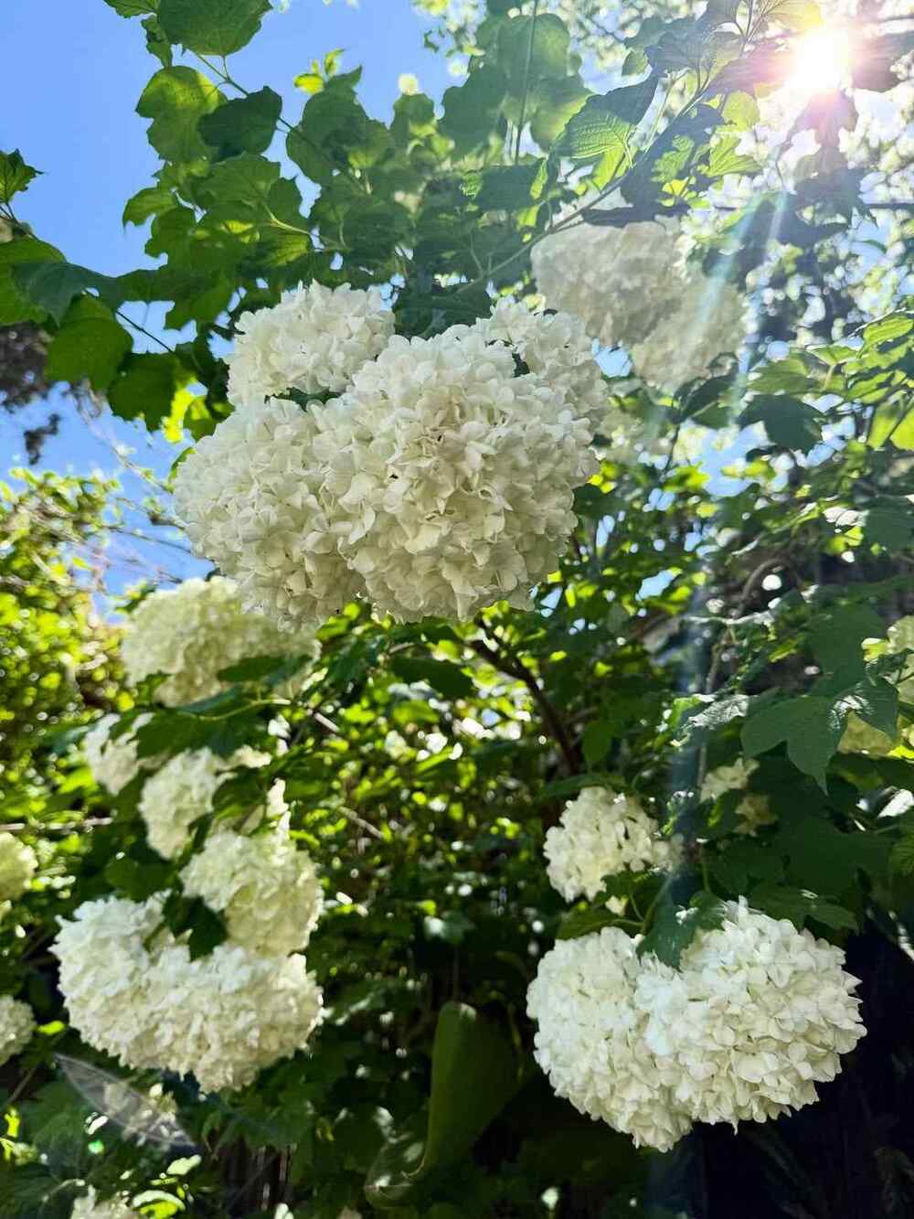 Viburnum