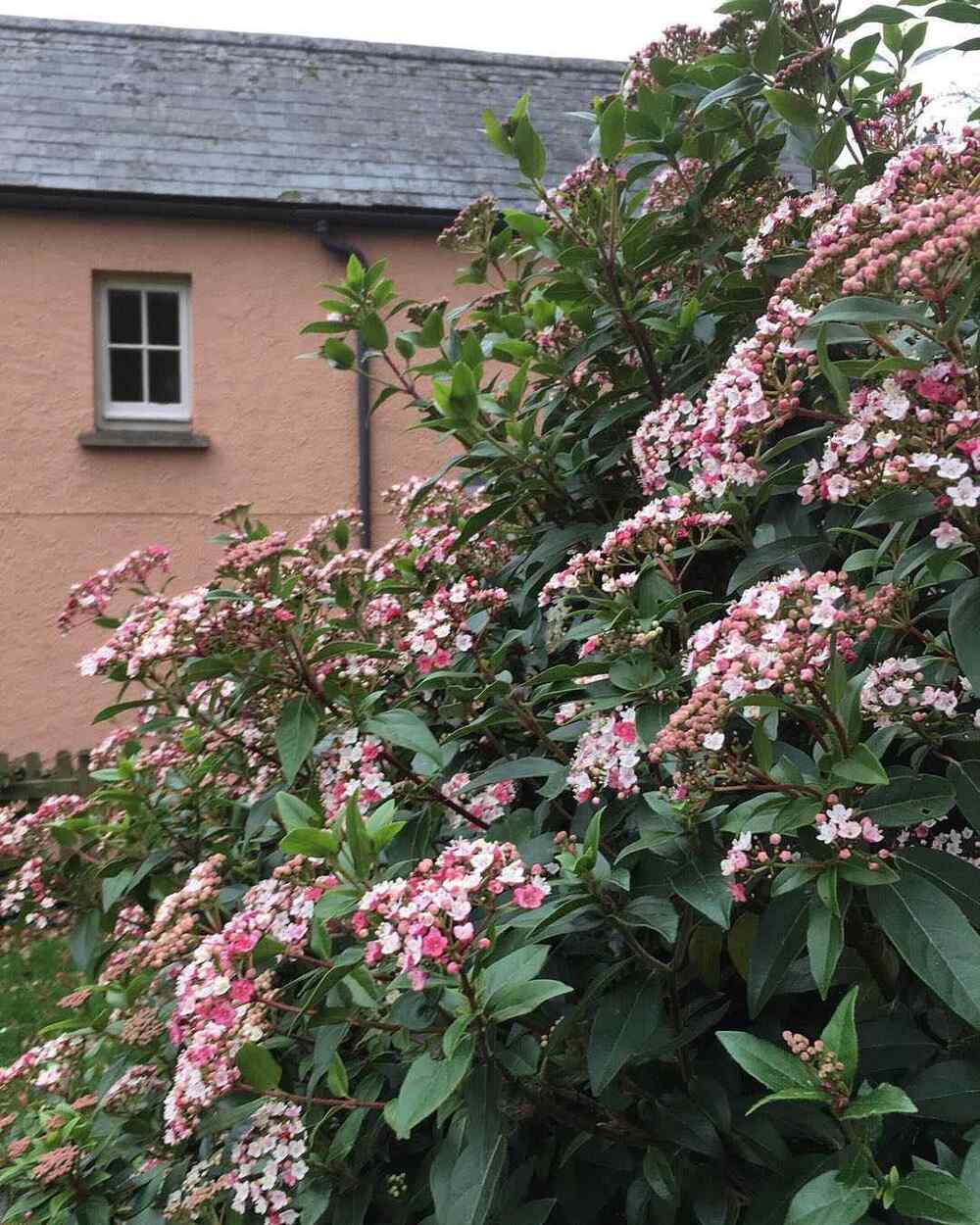 Viburnum Tinus, credit-katiegracegardens