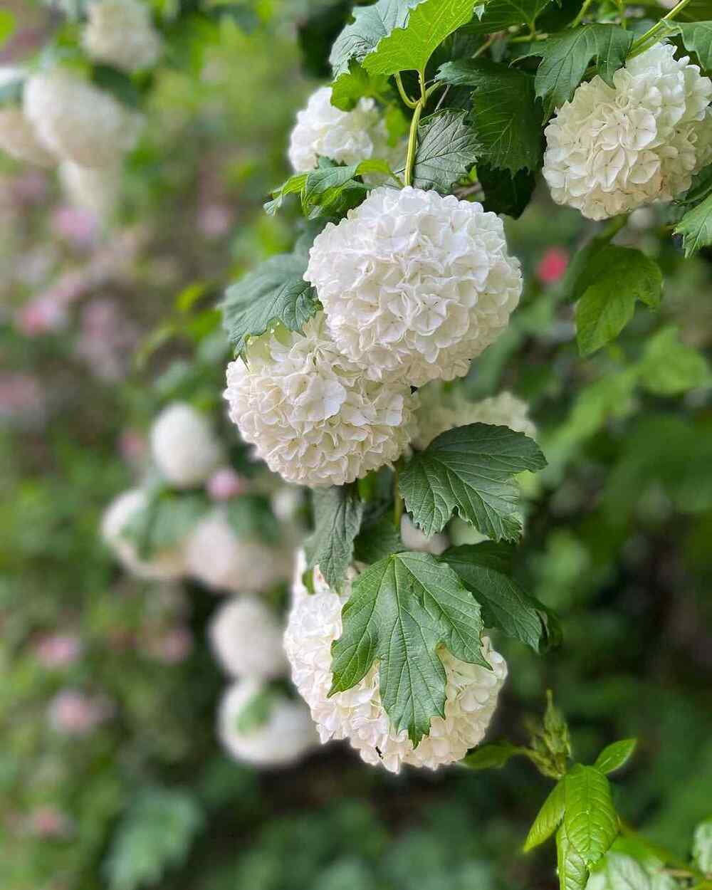 Viburnum, credit-katesmithgardendesign
