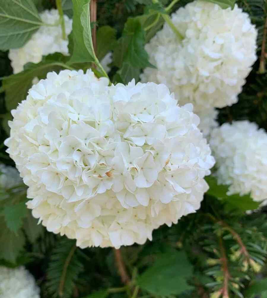 Viburnum shrubs for New York (USDA Zone 6–7)