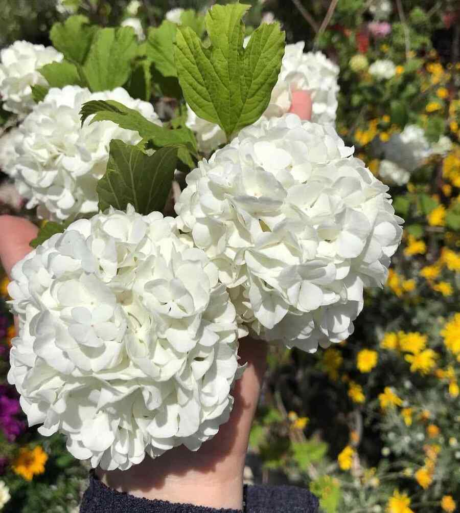 Viburnum Minnesota cold-hardy landscape shrub