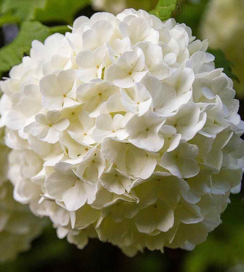 Viburnum cold-hardy shrubs for Iowa