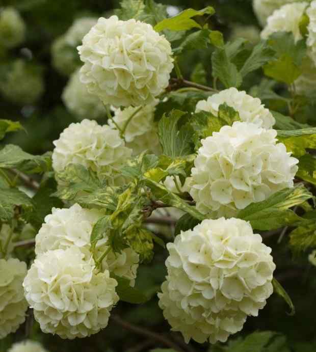 Viburnum for Louisiana gardens and yards