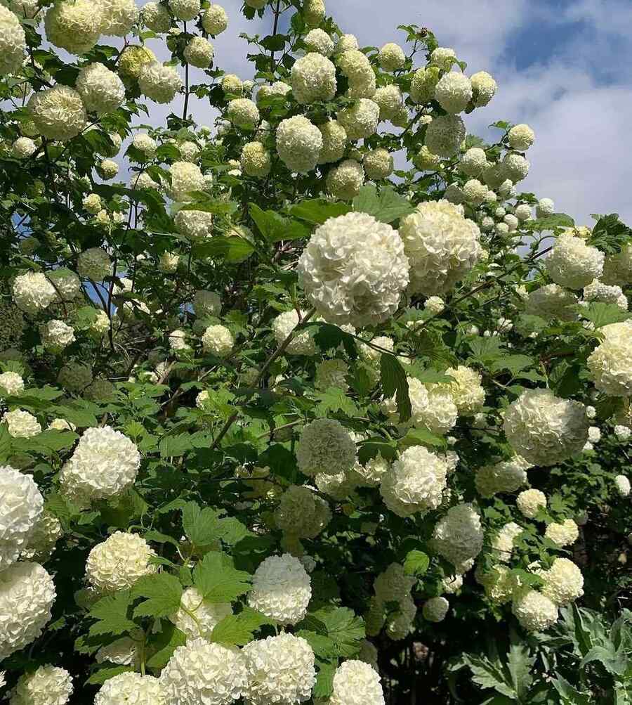 Viburnum, credit-martindearcadia