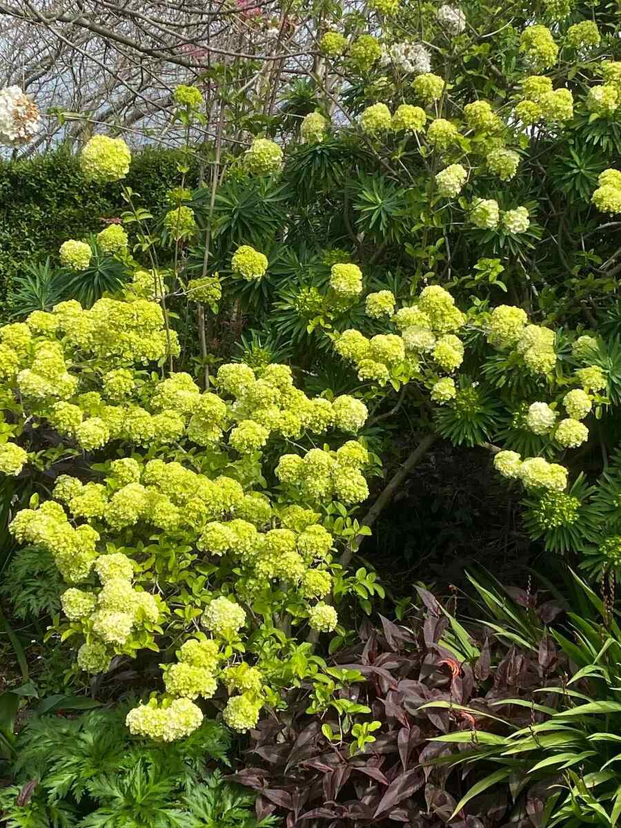 Viburnum hardy shrubs for Tennessee weather